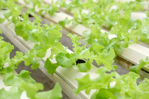 marul sebze hydroponic çiftlik serada tarımı