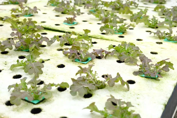 Салат Вирощування Овочів Теплиці Гідропонічної Ферми — стокове фото