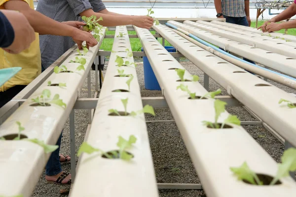 植物育苗中水培蔬菜苗的育苗 农夫种植生菜沙拉在农场 — 图库照片