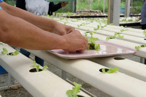 植物育苗中水培蔬菜苗的育苗 农夫种植生菜沙拉在农场 — 图库照片