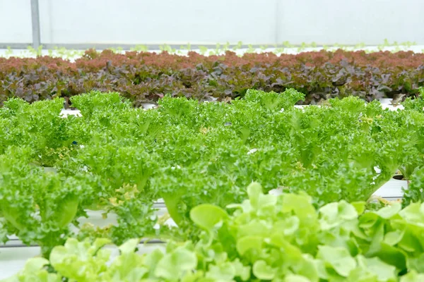 marul sebze hydroponic çiftlik serada tarımı