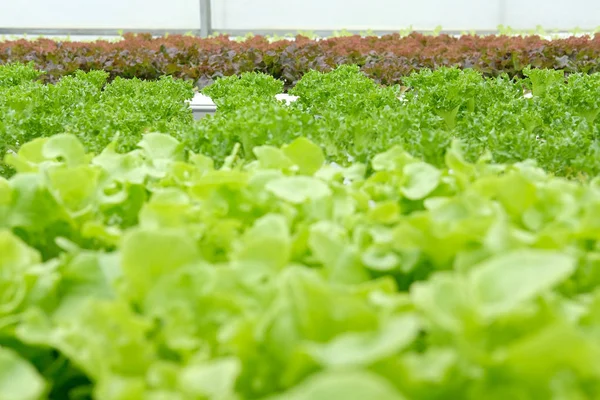 marul sebze hydroponic çiftlik serada tarımı