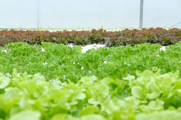 lettuce vegetable growing in greenhouse of hydroponic farm
