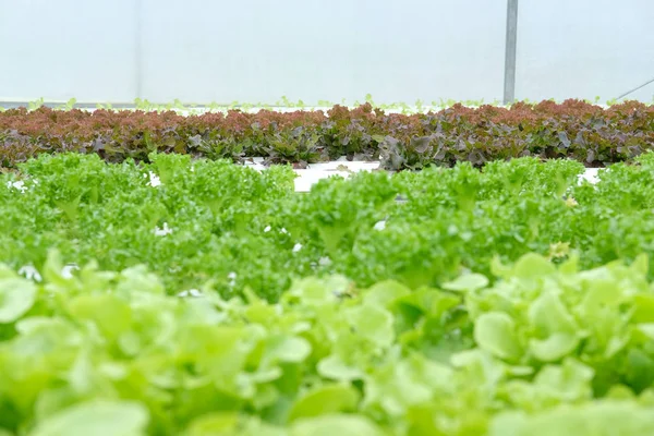 marul sebze hydroponic çiftlik serada tarımı