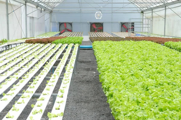 marul sebze hydroponic çiftlik serada tarımı