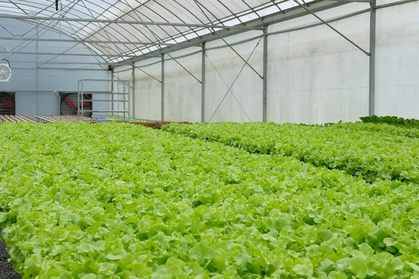 marul sebze hydroponic çiftlik serada tarımı