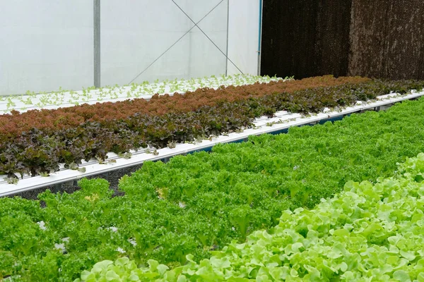 marul sebze hydroponic çiftlik serada tarımı