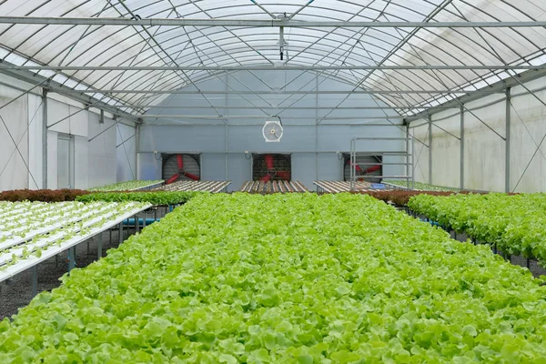 marul sebze hydroponic çiftlik serada tarımı