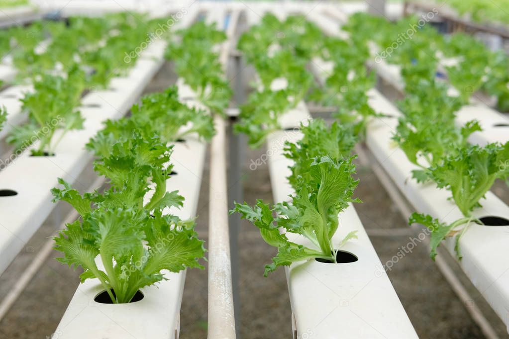 lettuce vegetable growing in greenhouse of hydroponic farm