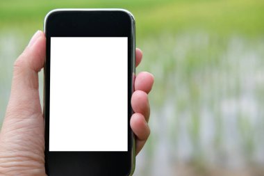 Ziraat Mühendisi çiftçi monitör nem, ph, sıcaklık pirinç çeltik alan akıllı telefon kullanarak. Akıllı tarımda sensör teknolojisi