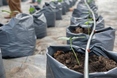 sera bitki kreş damla su sulama sistemi ile büyüyen yarda uzun fasulye