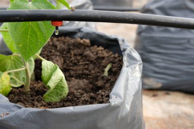 cape Bektaşi sera bitki kreş damla su sulama sistemi ile büyüyen