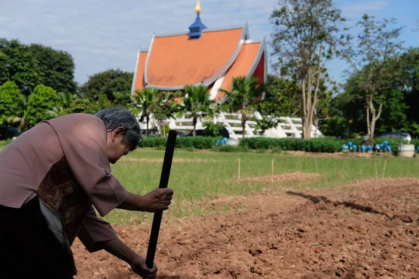 老妇人用铲子在农田里挖地土 老人在花园里放松泥土 农民与农业概念 — 图库照片