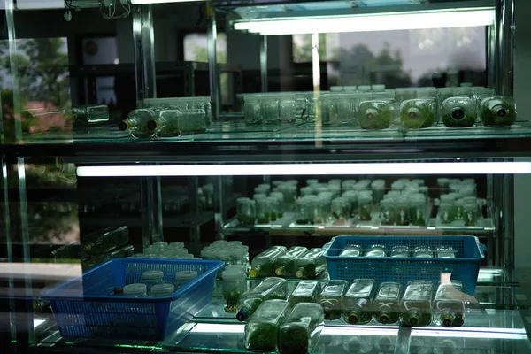 Tecnología Cultivo Tejidos Laboratorio Células Vegetales Que Crecen Medio Nutritivo —  Fotos de Stock