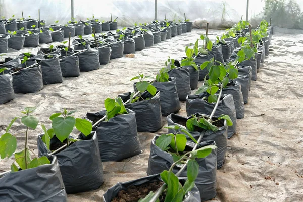 ケープグースベリー点滴水灌漑システムで温室植物の苗の成長 — ストック写真