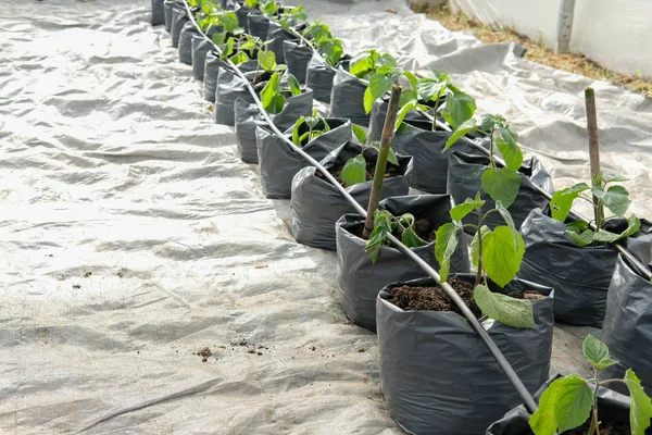 ケープグースベリー点滴水灌漑システムで温室植物の苗の成長 — ストック写真