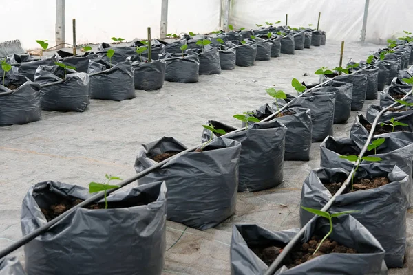 Jarda Feijão Longo Crescendo Viveiro Plantas Estufa Com Sistema Irrigação — Fotografia de Stock