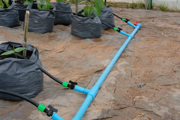 ナガササゲ点滴水灌漑システムで温室植物の苗の成長 — ストック写真