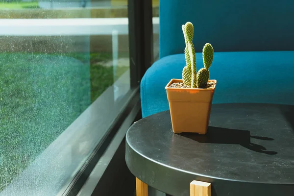 Cactus Pot Blue Sofa Couch Window Living Room — Stock Photo, Image
