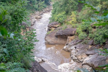 dağ yaz ormandaki üzerinden akan dere su akışı