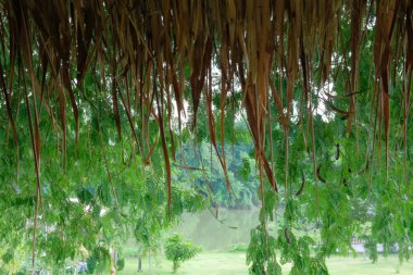 Demirhindi ağaç yıpranmış thatch ile çatı yaprak