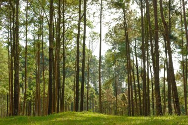 çam ağacı bagaja iğne yapraklı orman ormanlık