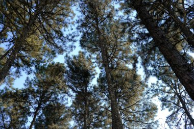 çam ağacı bagaja iğne yapraklı orman ormanlık