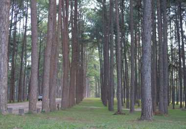 çam ağacı bagaja iğne yapraklı orman ormanlık