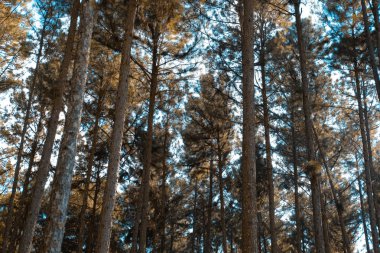 çam ağacı bagaja iğne yapraklı orman ormanlık