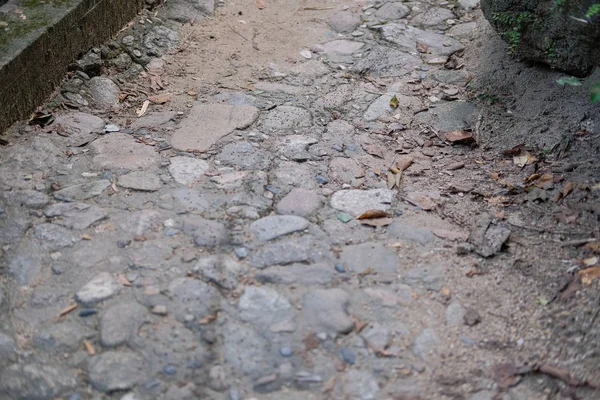 Grupo Hormigas Negras Caminando Una Tras Otra Pasarela Piedra — Foto de Stock