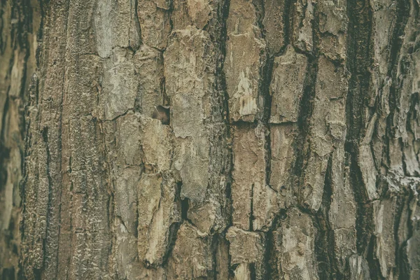 ブラウン ツリーの樹皮表面の抽象的なテクスチャ背景 — ストック写真