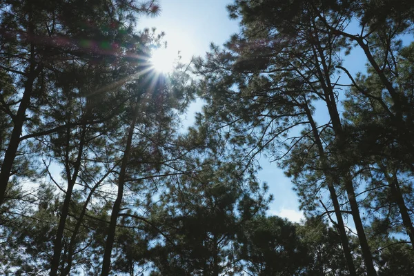 Tronco Pino Bosques Coníferas — Foto de Stock