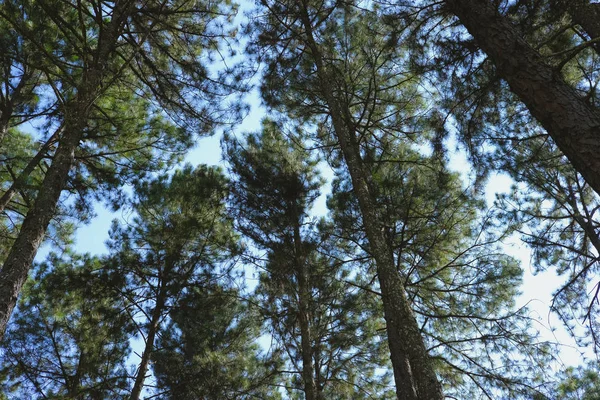 Pine Boomstam Naaldhout Bos Bos — Stockfoto