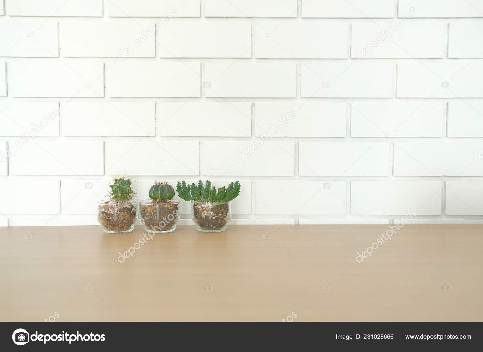 Succulent Cactus Plant Pot Decorating Wooden Desk Table White