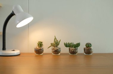 lamba, etli kaktüs bitki tencerede yakınındaki beyaz duvar ahşap Resepsiyon masasında dekorasyon