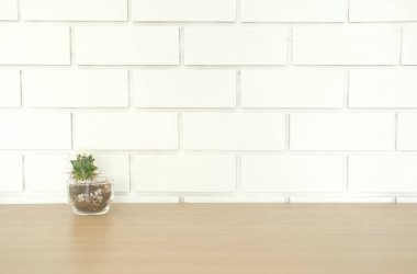 etli kaktüs bitki tencerede yakınındaki beyaz tuğla duvar ahşap Resepsiyon masasında dekorasyon
