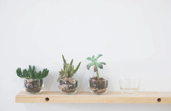 Succulent Cactus Plant Pot Decorating Wooden Shelf White Wall — Stock Photo, Image