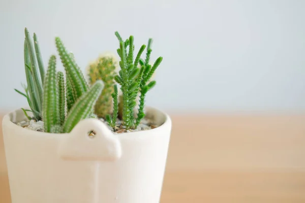 Succulent Cactus Plant Pot Decorating Wooden Desk Table — Stock Photo, Image