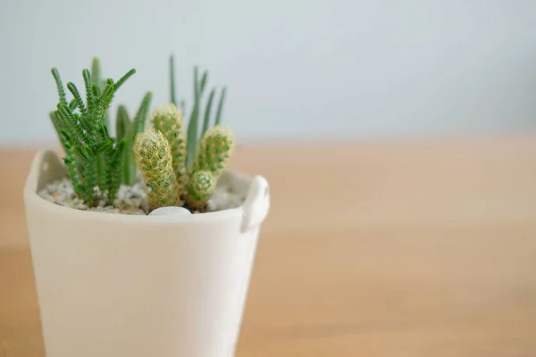 Planta Suculenta Cacto Potenciômetro Que Decora Mesa Madeira Mesa — Fotografia de Stock