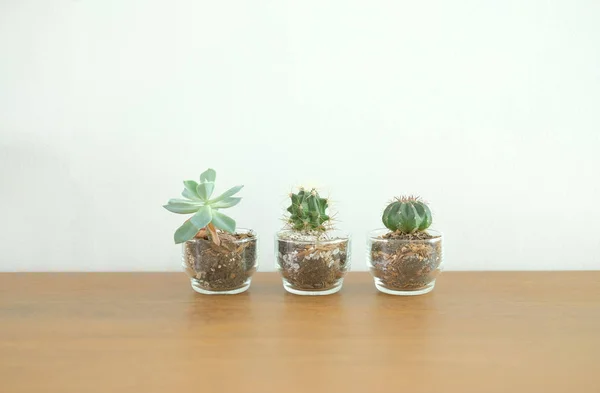 Succulent Cactus Plant Pot Decorating Wooden Desk Table White Brick — Stock Photo, Image