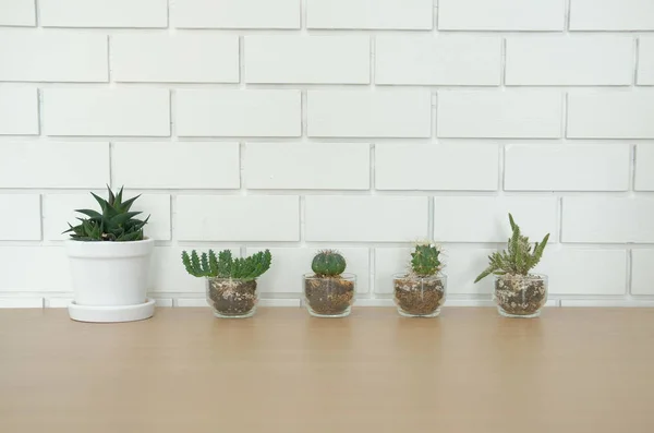 Succulent Cactus Plant Pot Decorating Wooden Desk Table White Brick — Stock Photo, Image