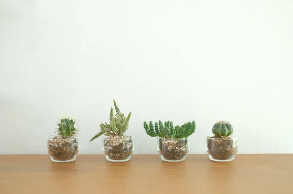 Succulent Cactus Plant Pot Decorating Wooden Desk Table White Wall — Stock Photo, Image