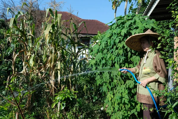 亚洲老年妇女高级园丁农民浇水植物在花园里 — 图库照片