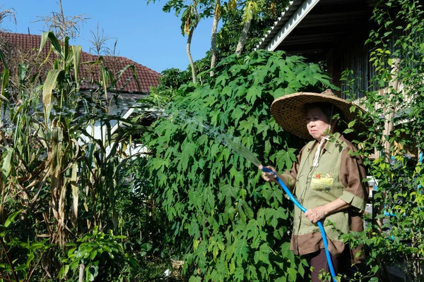 亚洲老年妇女高级园丁农民浇水植物在花园里 — 图库照片