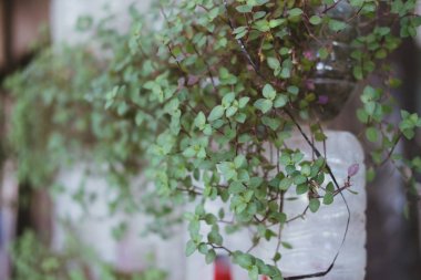 dikey olarak geri dönüştürülmüş plastik şişede büyüyen bitki. Dikey Bahçe konteyner geri dönüşüm tarafından yapılan