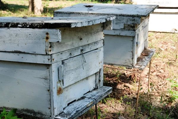 在养蜂人的养蜂场形成新的蜜蜂家族群体 蜂窝繁殖 — 图库照片