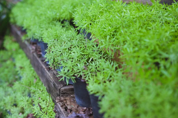 Altın moss bahçedeki bitki tencerede. bahçede büyüyen goldmoss hendek stonecrop