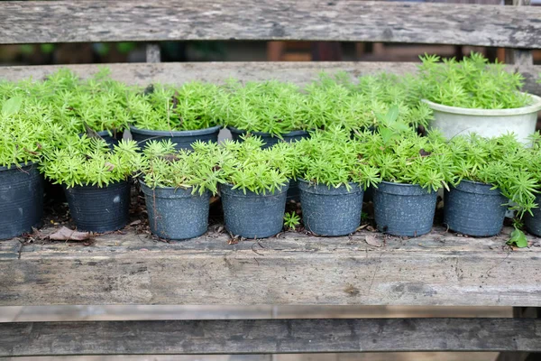 Altın moss bahçedeki bitki tencerede. bahçede büyüyen goldmoss hendek stonecrop