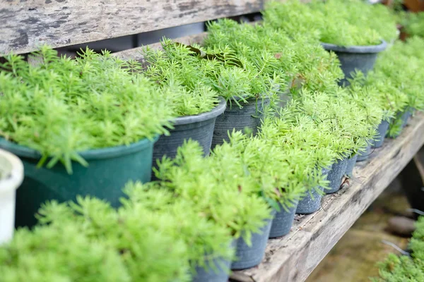 Altın moss bahçedeki bitki tencerede. bahçede büyüyen goldmoss hendek stonecrop