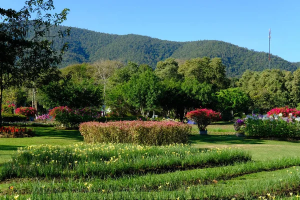 dağ arka plan bahçe Park çiçek açan çiçek